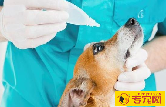 狗狗感冒了无论他会怎么样