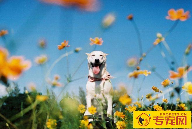 狗狗哪些食物钙含量高