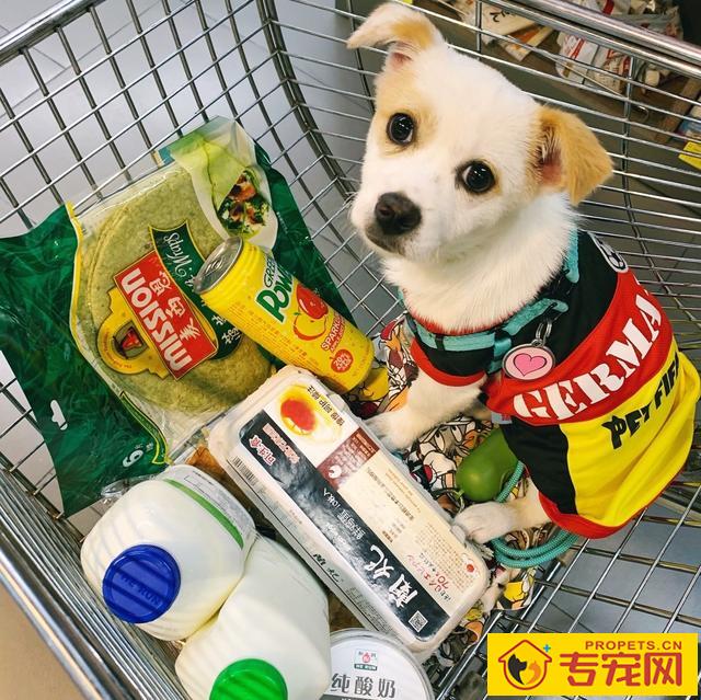 养狗必备的10种“用品”，许多宠主都没买齐，你少买来哪样？