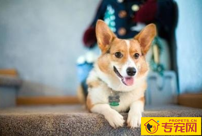 柯基几个月掉毛最凶