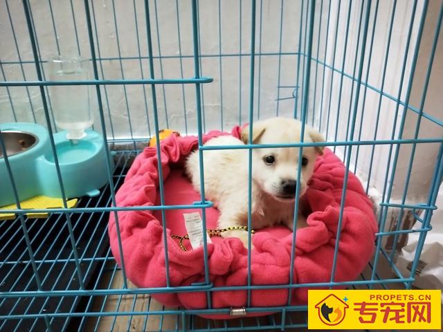 养狗必备的10种“用品”，许多宠主都没买齐，你少买来哪样？