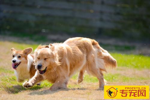狗狗哪些食物钙含量高