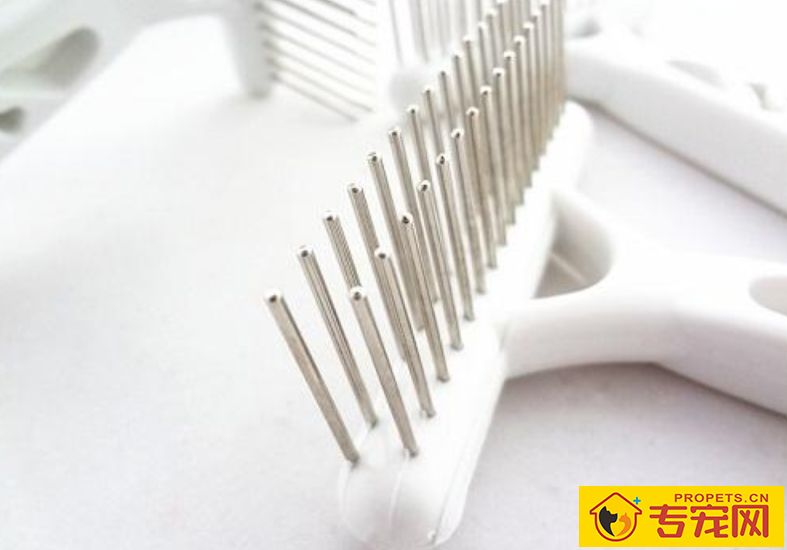 柯基几个月掉毛最凶