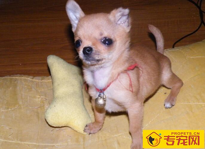 怎么给狗狗修剪脚趾甲？