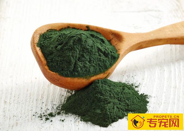 养狗必备的10种“用品”，许多宠主都没买齐，你少买来哪样？