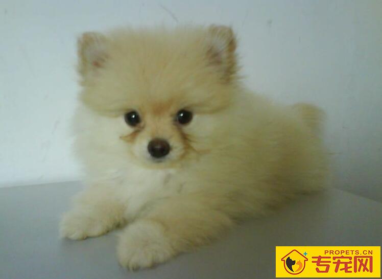 如何给狗狗洗脸，给狗狗洗脸的方法技巧