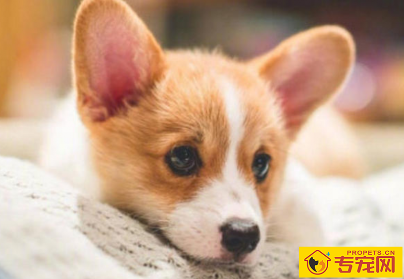 柯基几个月掉毛最凶