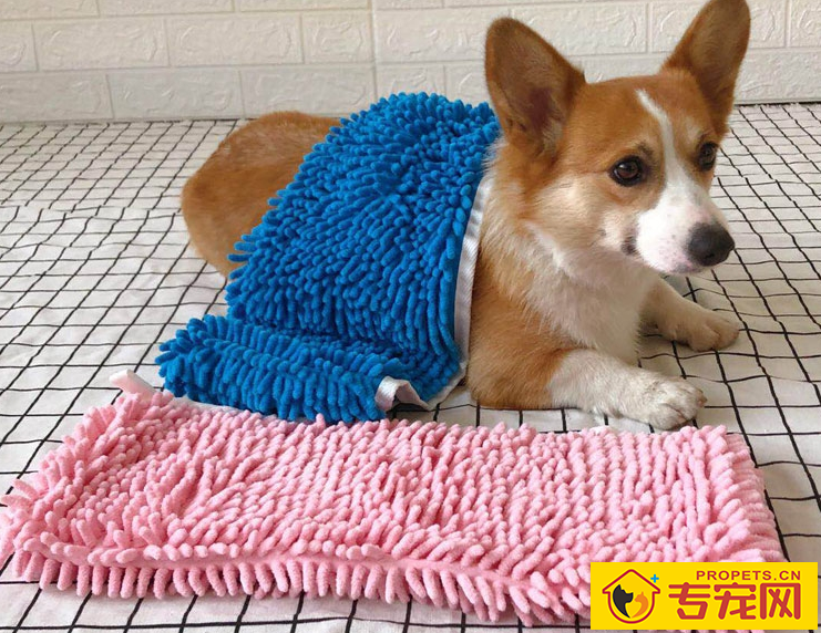 柯基几个月掉毛最凶