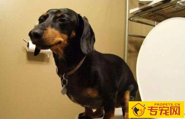 怎样判断狗狗的智商？