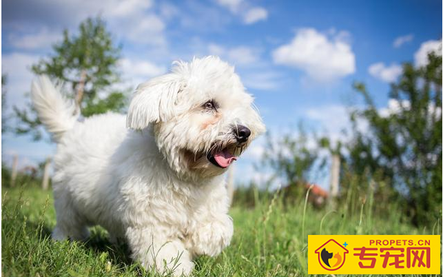 狗狗泪痕很比较严重,都由于6个原因造成,解决办法也非常简单 狗狗泪痕很比较严重,都由于6个原因造成,解决办法也非常简单