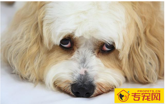 狗狗泪痕很比较严重,都由于6个原因造成,解决办法也非常简单 狗狗泪痕很比较严重,都由于6个原因造成,解决办法也非常简单