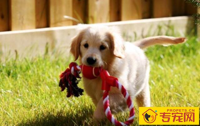 怎样判断狗狗的智商？