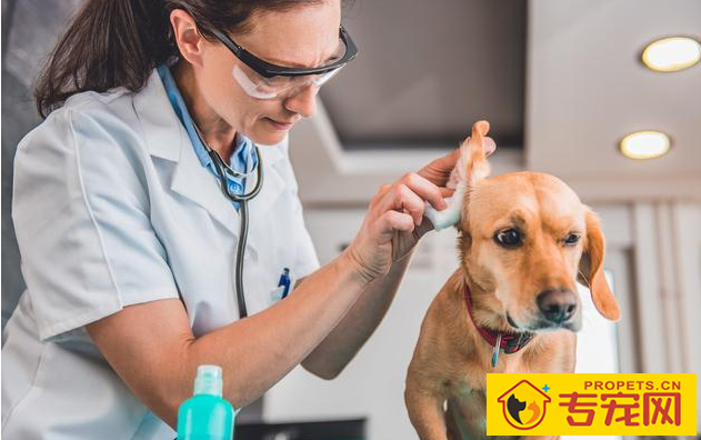 狗狗泪痕很比较严重,都由于6个原因造成,解决办法也非常简单 狗狗泪痕很比较严重,都由于6个原因造成,解决办法也非常简单