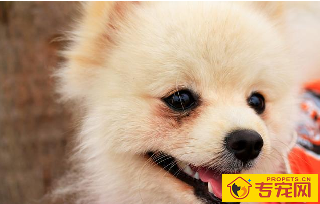 狗狗泪痕很比较严重,都由于6个原因造成,解决办法也非常简单 狗狗泪痕很比较严重,都由于6个原因造成,解决办法也非常简单