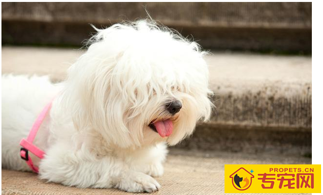 狗狗泪痕很比较严重,都由于6个原因造成,解决办法也非常简单 狗狗泪痕很比较严重,都由于6个原因造成,解决办法也非常简单