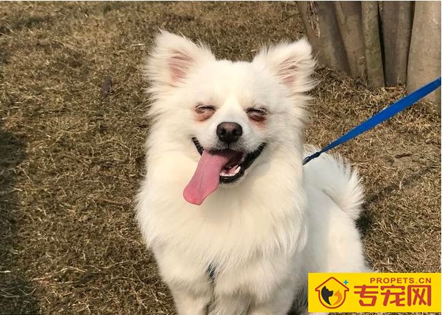 狗狗泪痕很比较严重,都由于6个原因造成,解决办法也非常简单 狗狗泪痕很比较严重,都由于6个原因造成,解决办法也非常简单