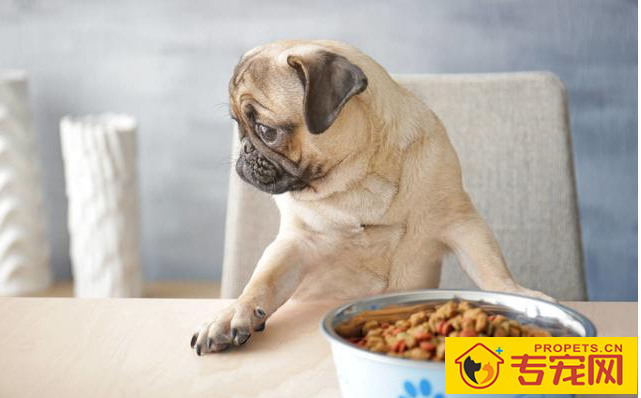 狗狗泪痕很比较严重,都由于6个原因造成,解决办法也非常简单 狗狗泪痕很比较严重,都由于6个原因造成,解决办法也非常简单