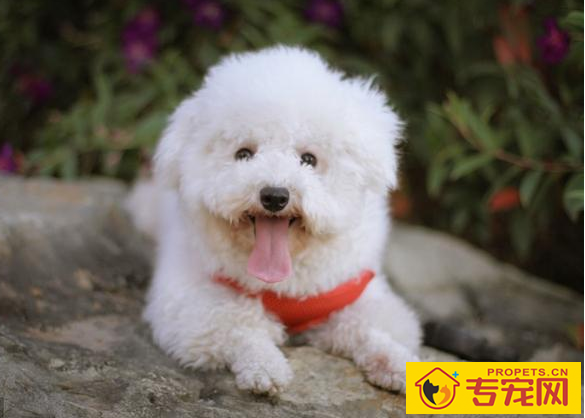 狗狗泪痕很比较严重,都由于6个原因造成,解决办法也非常简单 狗狗泪痕很比较严重,都由于6个原因造成,解决办法也非常简单