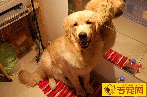 狗打架负伤需不需要解决