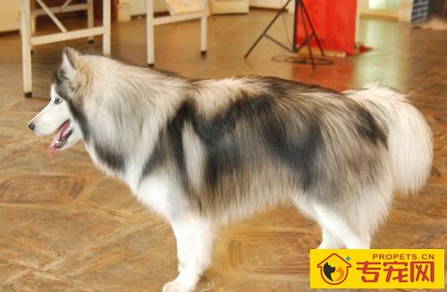 阿拉斯加雪橇犬咬人吗 一般情况不会咬人