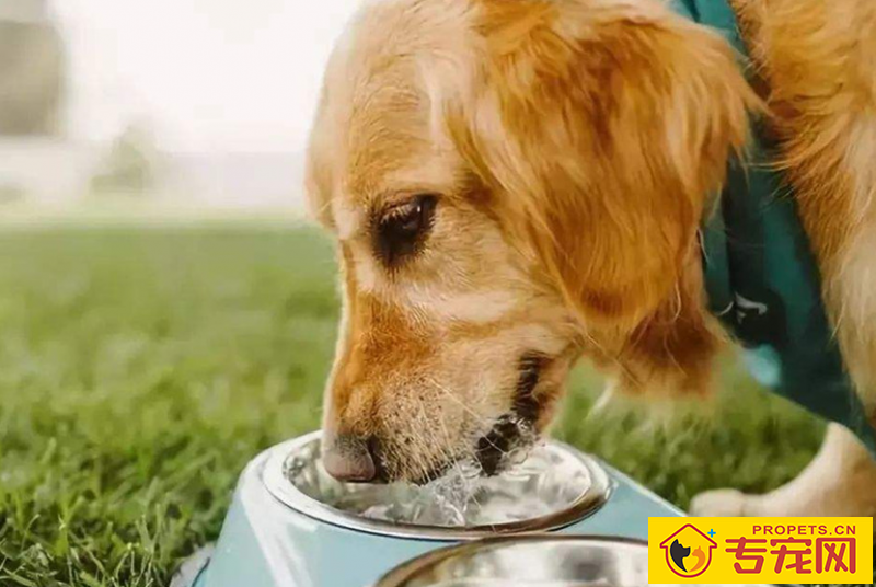 狗狗一天沒有拉尿