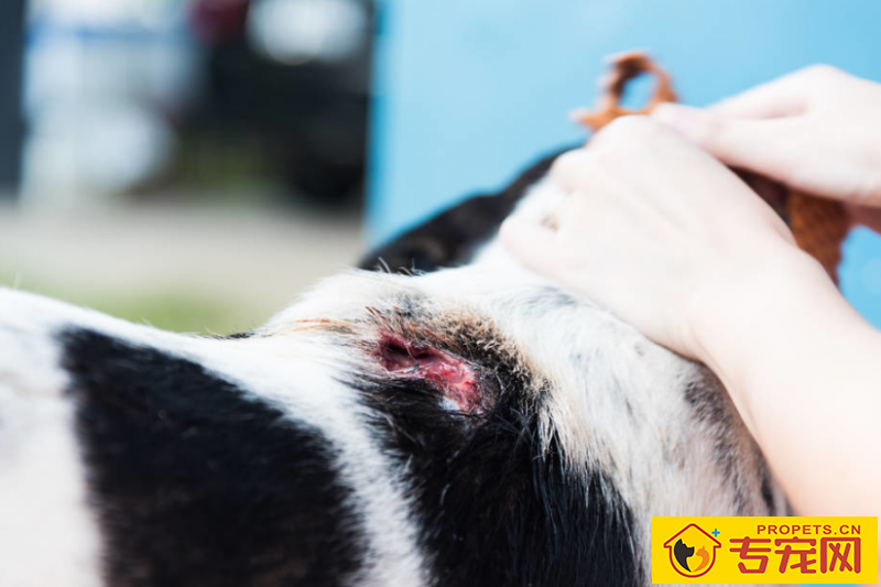 狗狗有一个伤口一直不太好该怎么办