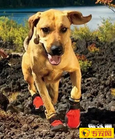 狗狗可以穿鞋吗？为什么？