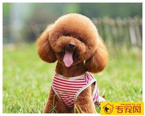 小泰迪狗狗毛发褪色的五个原因及释放方法! 小泰迪狗狗毛发褪色的五个原因及释放方法!