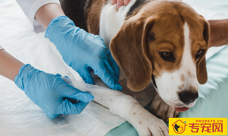 狗狗有一个伤口一直不太好该怎么办