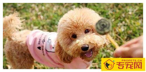 小泰迪狗狗毛发褪色的五个原因及释放方法! 小泰迪狗狗毛发褪色的五个原因及释放方法!