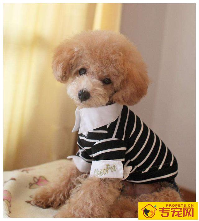 小泰迪狗狗毛发褪色的五个原因及释放方法! 小泰迪狗狗毛发褪色的五个原因及释放方法!