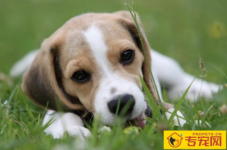 如何养护狗狗的毛发