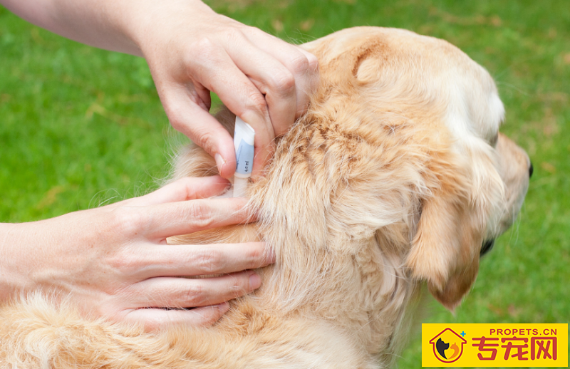 狗冬季很多掉毛是怎么回事 狗冬季很多掉毛是怎么回事