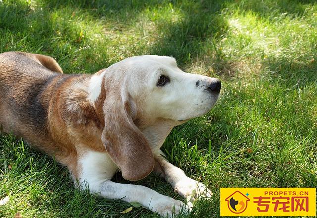 狗狗一生也有的八个转变,了解了能够 让它使用寿命更长 狗狗一生也有的八个转变,了解了能够 让它使用寿命更长