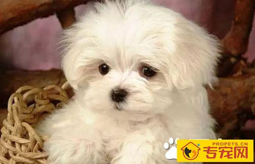 长不大的狗狗品种有哪些 长不大又好养的狗狗品种推荐