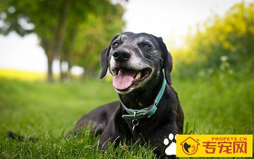 如何保证宠物在家中的安全 外出旅游安置家中宠物方法