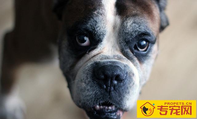 狗狗一生也有的八个转变,了解了能够 让它使用寿命更长 狗狗一生也有的八个转变,了解了能够 让它使用寿命更长