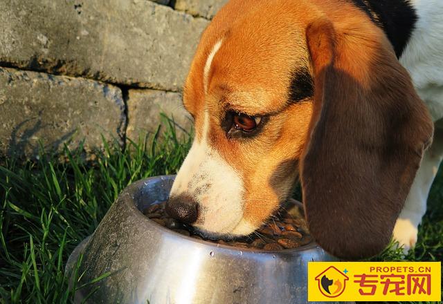 狗狗一生也有的八个转变,了解了能够 让它使用寿命更长 狗狗一生也有的八个转变,了解了能够 让它使用寿命更长