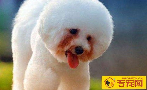 比熊泪痕能够动手术,比熊能动手术去泪痕吗 比熊泪痕能够动手术,比熊能动手术去泪痕吗