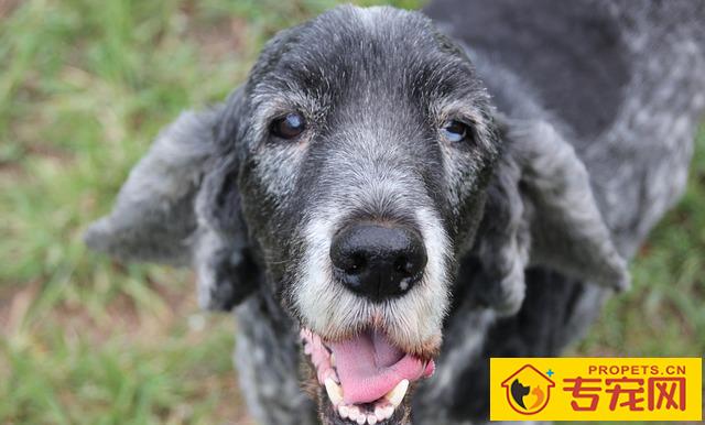 狗狗一生也有的八个转变,了解了能够 让它使用寿命更长 狗狗一生也有的八个转变,了解了能够 让它使用寿命更长