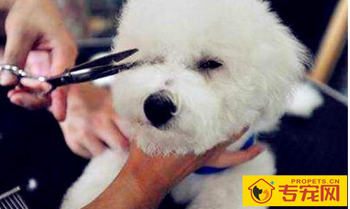 比熊泪痕能够动手术,比熊能动手术去泪痕吗 比熊泪痕能够动手术,比熊能动手术去泪痕吗