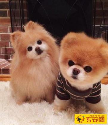 养宠物一定要驱虫吗?三招教你分辨狗狗是不是感染寄生虫? 养宠物一定要驱虫吗?三招教你分辨狗狗是不是感染寄生虫?