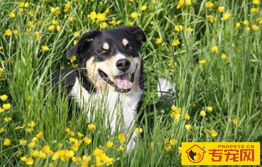 养宠物一定要驱虫吗?三招教你分辨狗狗是不是感染寄生虫? 养宠物一定要驱虫吗?三招教你分辨狗狗是不是感染寄生虫?