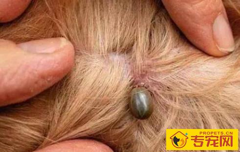 养宠物一定要驱虫吗?三招教你分辨狗狗是不是感染寄生虫? 养宠物一定要驱虫吗?三招教你分辨狗狗是不是感染寄生虫?