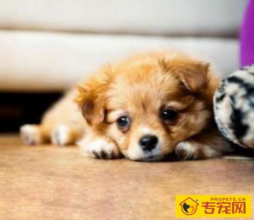 养宠物一定要驱虫吗?三招教你分辨狗狗是不是感染寄生虫? 养宠物一定要驱虫吗?三招教你分辨狗狗是不是感染寄生虫?