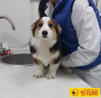 养宠物一定要驱虫吗?三招教你分辨狗狗是不是感染寄生虫? 养宠物一定要驱虫吗?三招教你分辨狗狗是不是感染寄生虫?