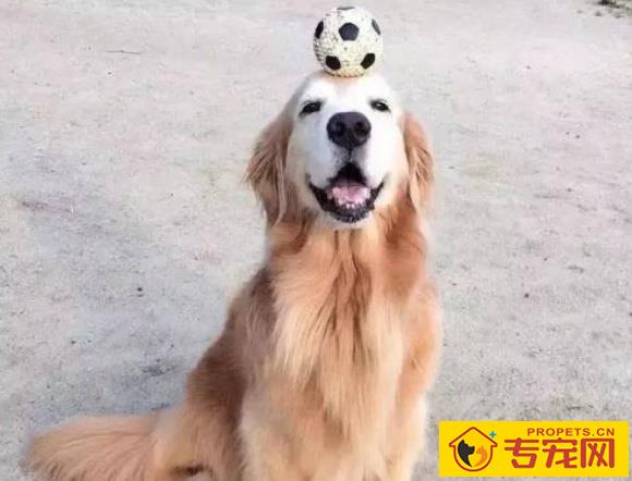 金毛被称作“大暖男”,可是它的这种缺点,却令人无法忍受 金毛被称作“大暖男”,可是它的这种缺点,却令人无法忍受