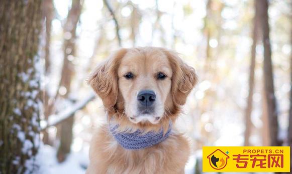 金毛被称作“大暖男”,可是它的这种缺点,却令人无法忍受 金毛被称作“大暖男”,可是它的这种缺点,却令人无法忍受