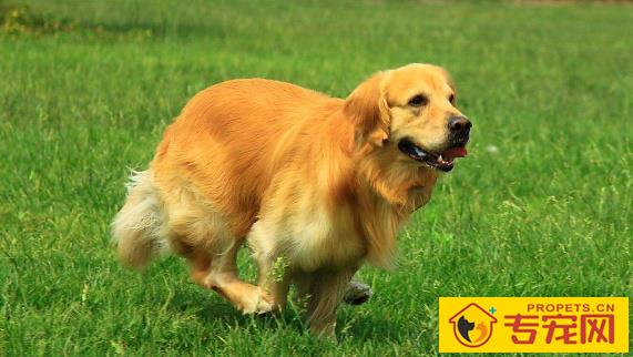 金毛被称作“大暖男”,可是它的这种缺点,却令人无法忍受 金毛被称作“大暖男”,可是它的这种缺点,却令人无法忍受