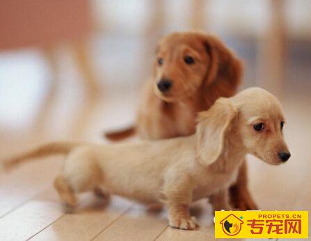 腊肠犬的特点 毛质虽硬但是却非常蓬松